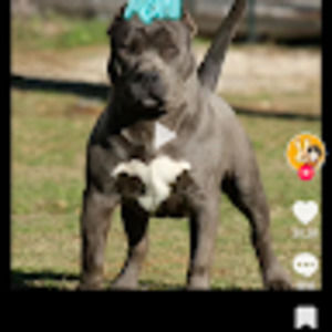 Meet your Posher, Corbin